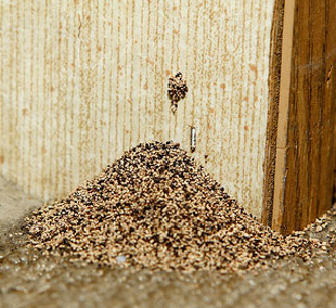 dry-wood-termites