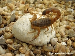 escorpião1 - Dedetizadora em Cabuçu