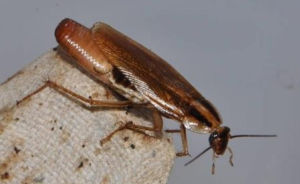 german-cockroach-carrying-ootheca