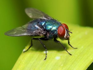Bluebotte-fly