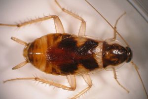 brown banded cockroach 300x200 - Dedetizadora em Cidade Satélite