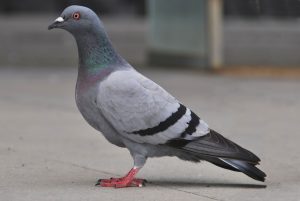 pigeon 1 300x201 - Dedetizadora em Centro Industrial Bonsucesso