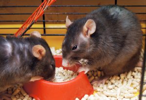 ratos comendo ração