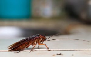 cockroach removal e1542042074782 300x188 - Dedetizadora em Cumbica