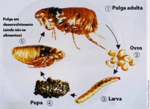 Dedetizadora de pulgas na Cangaíba