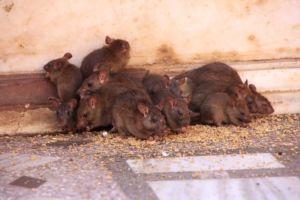 Dedetizadora de Ratos na Cangaíba
