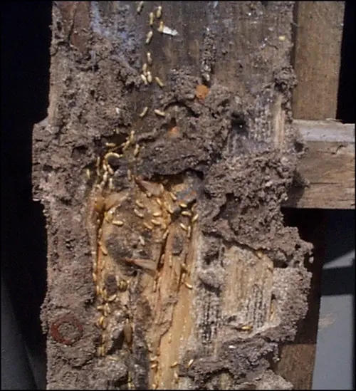 Colônia de cupins Formosan dentro da viga de madeira