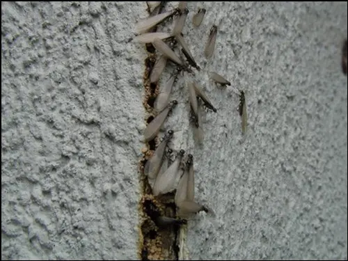 Cupins alados saindo da rachadura na parede