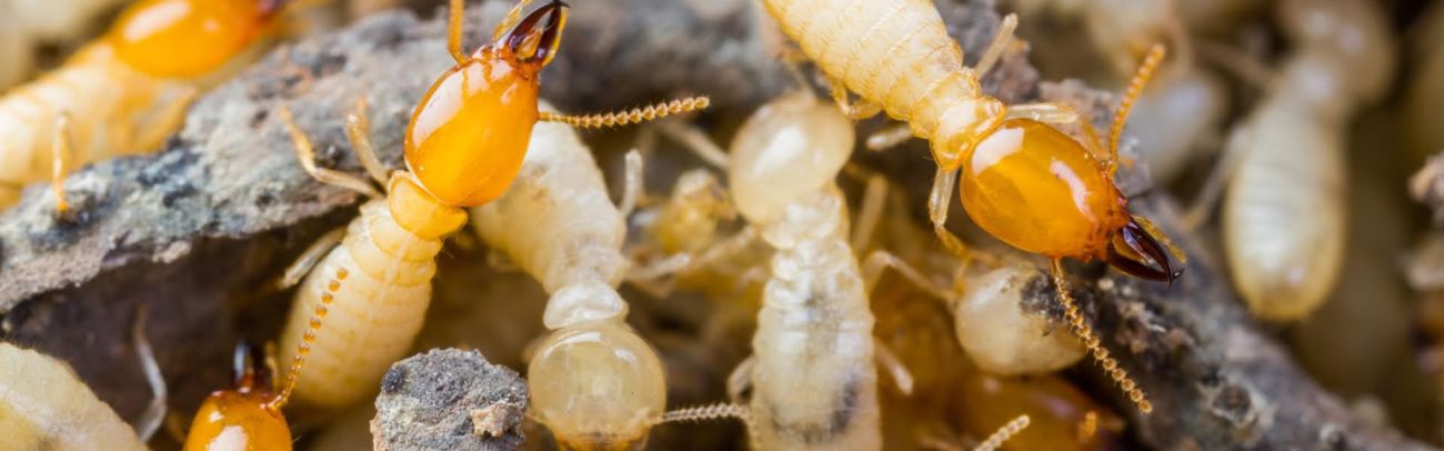 As formigas podem ajudar a controlar as infestações de cupins