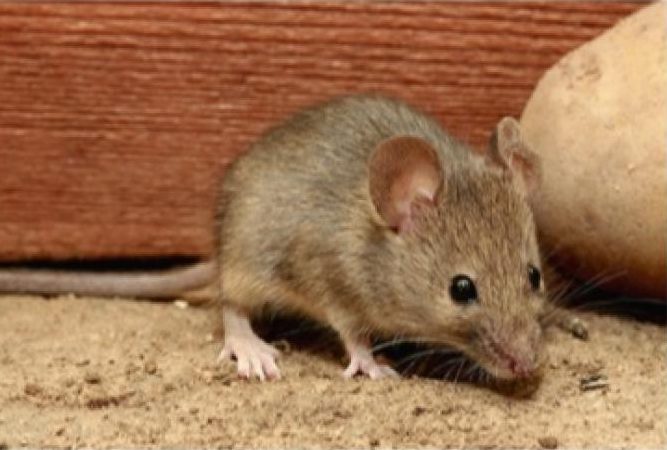 Qual é a diferença entre um rato e um rato doméstico