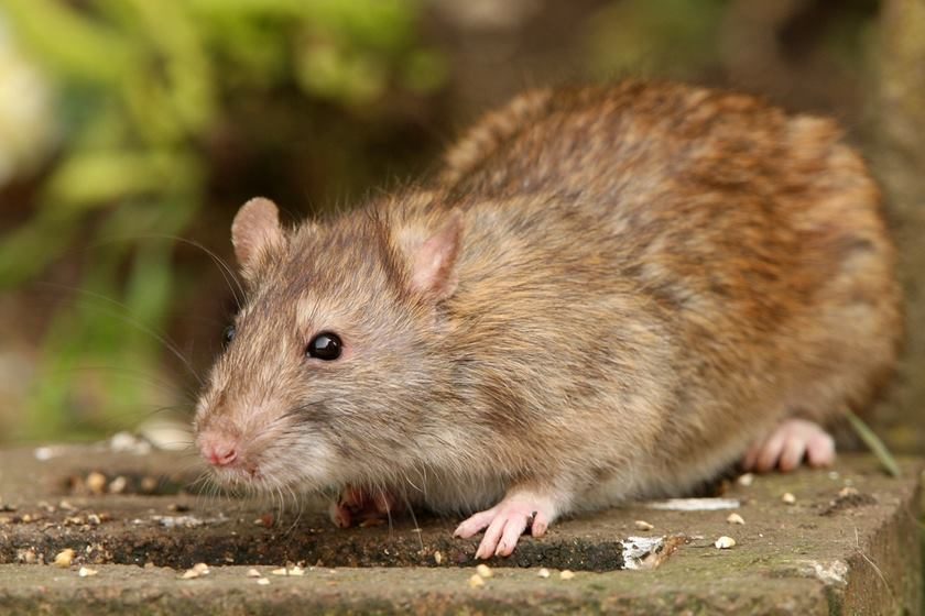 A família dos ratos: as verdadeiras origens do maior roedor do mundo