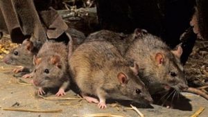Dedetizadora de Ratos no Campo Belo